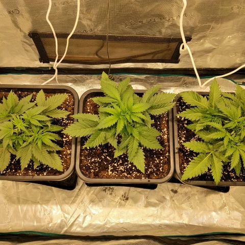 Special Queen 1 growlog timeline photo