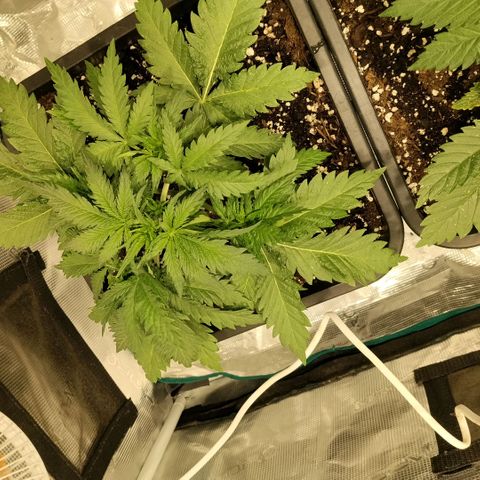 Special Queen 1 growlog timeline photo
