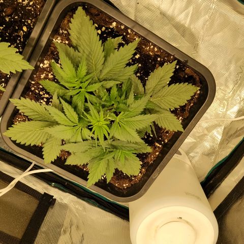 Special Queen 1 growlog timeline photo