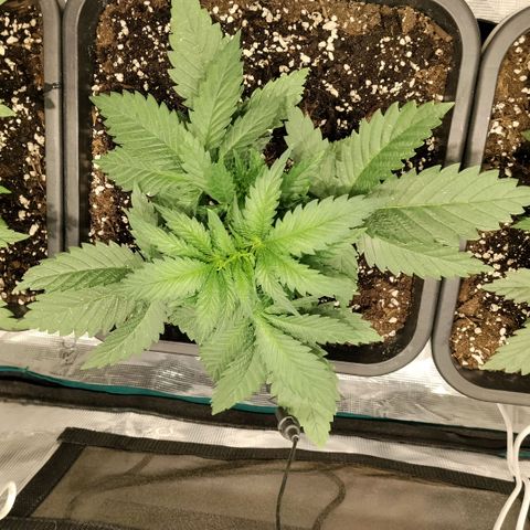 Special Queen 1 growlog timeline photo