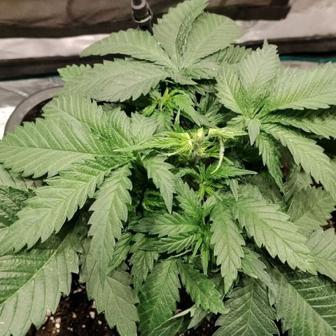 Special Queen 1 growlog timeline photo