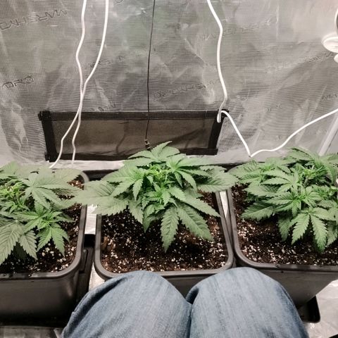 Special Queen 1 growlog timeline photo