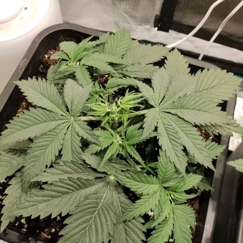 Special Queen 1 growlog timeline photo