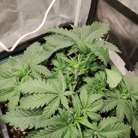 Special Queen 1 growlog timeline photo