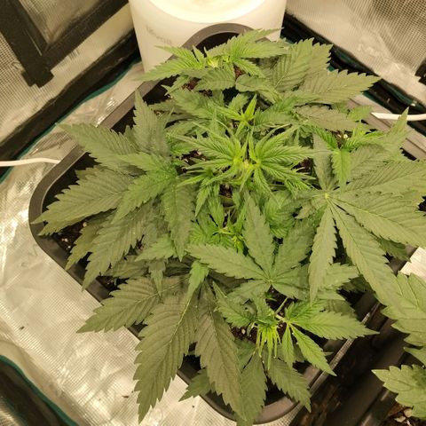 Special Queen 1 growlog timeline photo