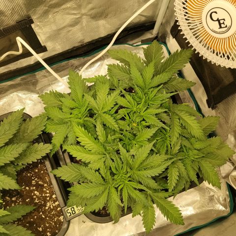 Special Queen 1 growlog timeline photo