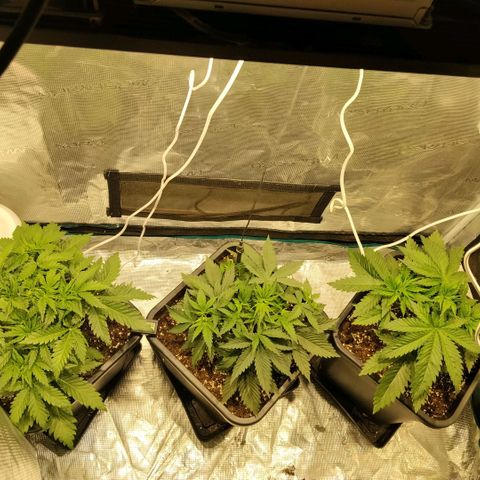 Special Queen 1 growlog timeline photo