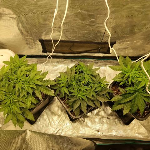 Special Queen 1 growlog timeline photo