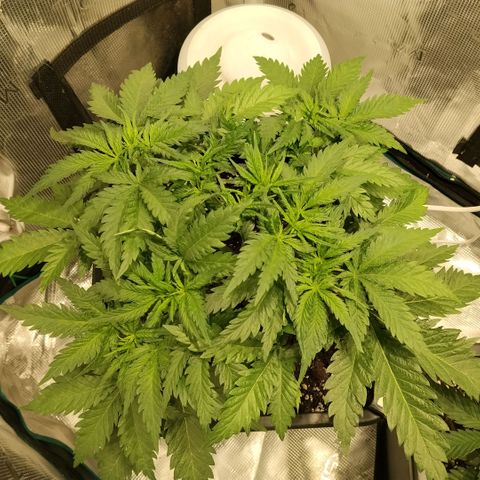 Special Queen 1 growlog timeline photo