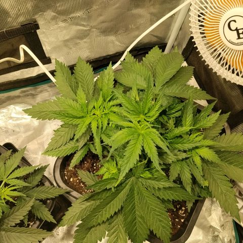 Special Queen 1 growlog timeline photo