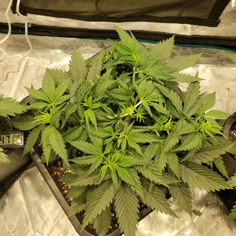 Special Queen 1 growlog timeline photo