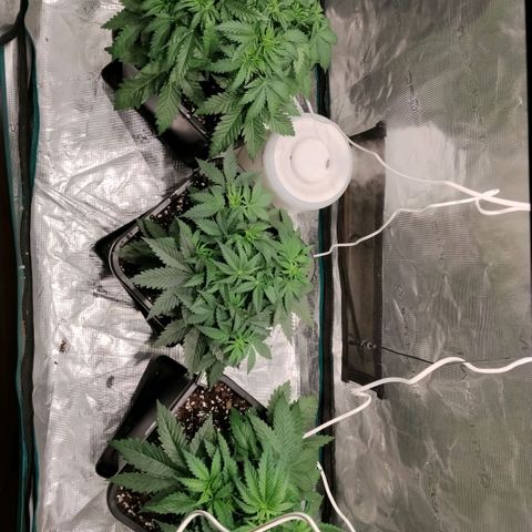 Special Queen 1 growlog timeline photo