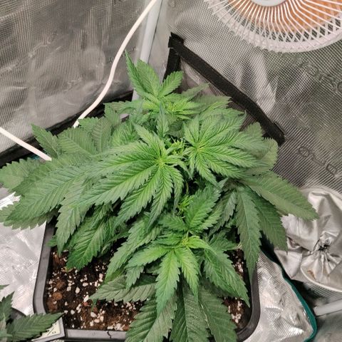 Special Queen 1 growlog timeline photo
