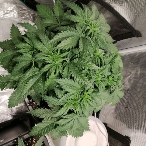 Special Queen 1 growlog timeline photo