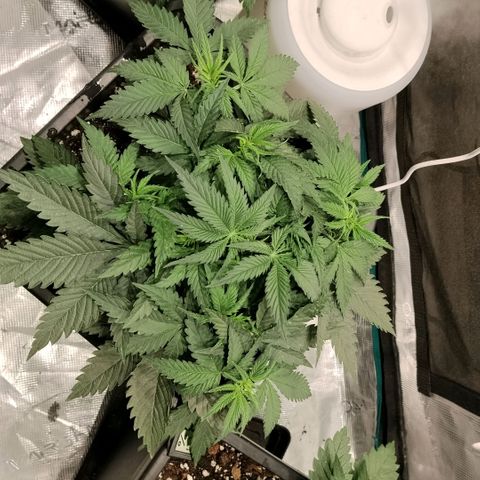 Special Queen 1 growlog timeline photo
