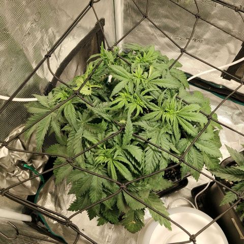 Special Queen 1 growlog timeline photo