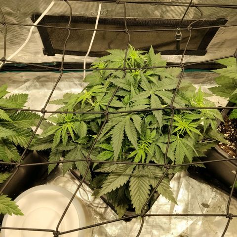 Special Queen 1 growlog timeline photo