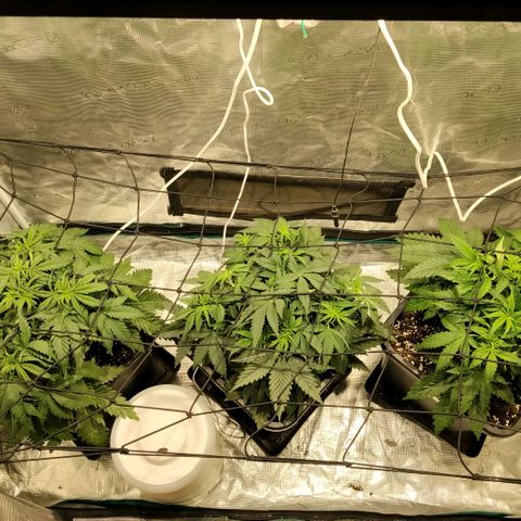 Special Queen 1 growlog timeline photo