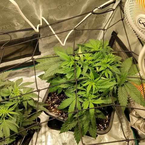 Special Queen 1 growlog timeline photo