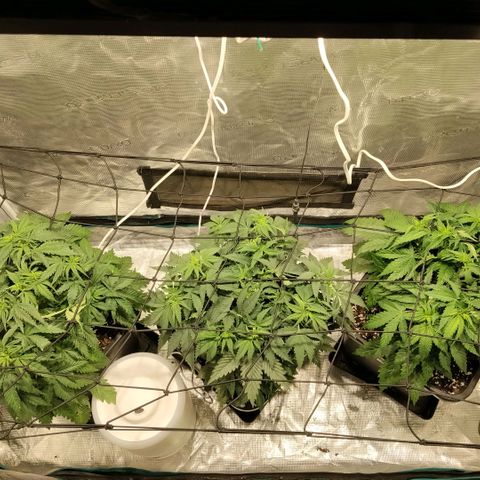 Special Queen 1 growlog timeline photo