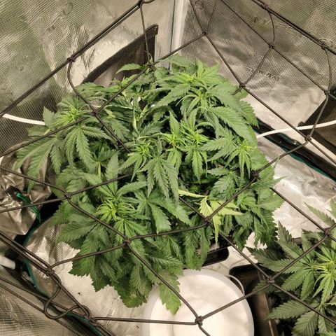 Special Queen 1 growlog timeline photo