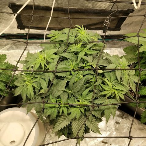 Special Queen 1 growlog timeline photo