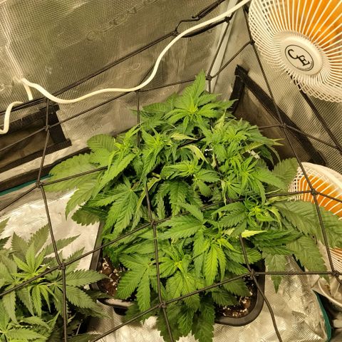 Special Queen 1 growlog timeline photo