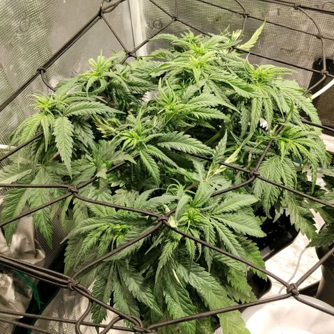 Special Queen 1 growlog timeline photo