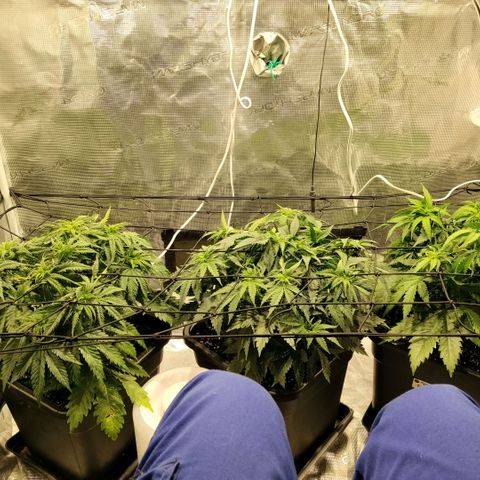 Special Queen 1 growlog timeline photo