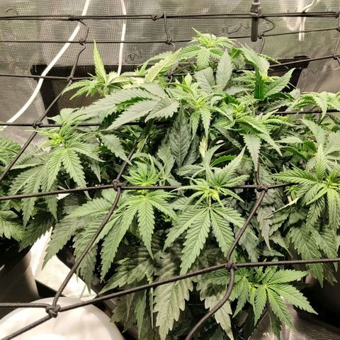 Special Queen 1 growlog timeline photo