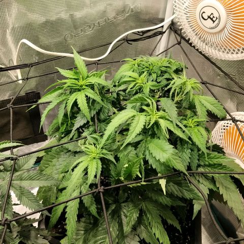 Special Queen 1 growlog timeline photo