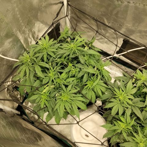 Special Queen 1 growlog timeline photo
