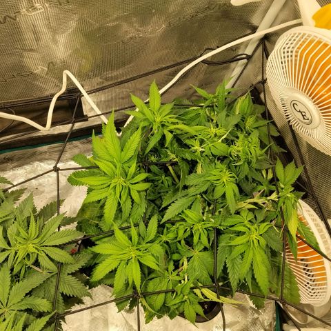 Special Queen 1 growlog timeline photo