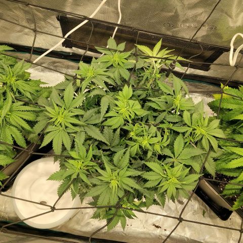 Special Queen 1 growlog timeline photo