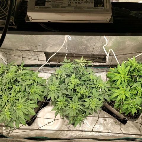 Special Queen 1 growlog timeline photo