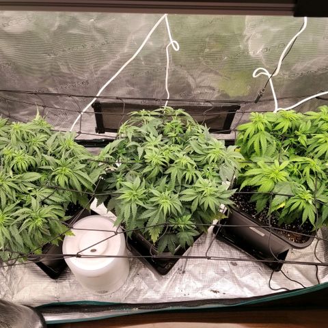 Special Queen 1 growlog photo: Nueva luz para floracion 