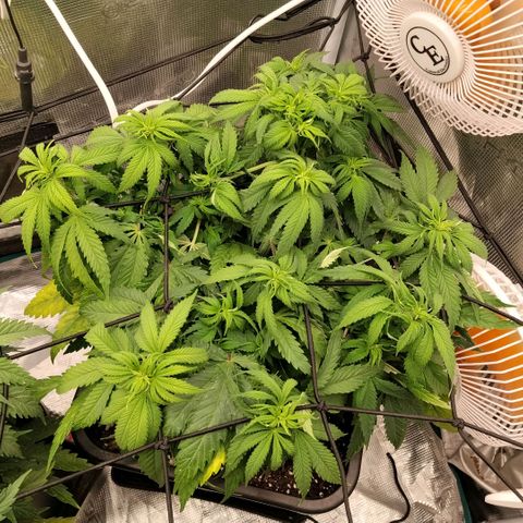 Special Queen 1 growlog photo: Nueva luz para floracion 