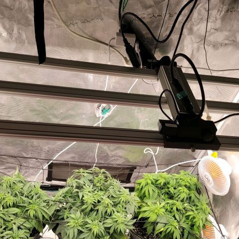 Special Queen 1 growlog photo: Nueva luz para floracion 