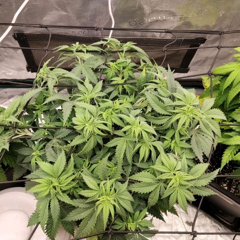 Special Queen 1 growlog photo: Nueva luz para floracion 