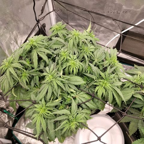 Special Queen 1 growlog photo: Nueva luz para floracion 