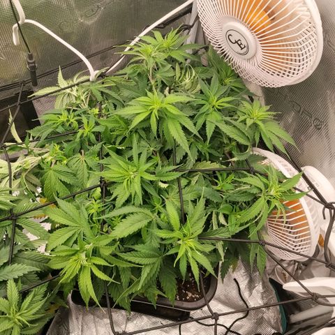Special Queen 1 growlog timeline photo