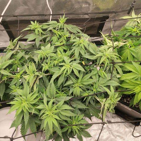 Special Queen 1 growlog timeline photo