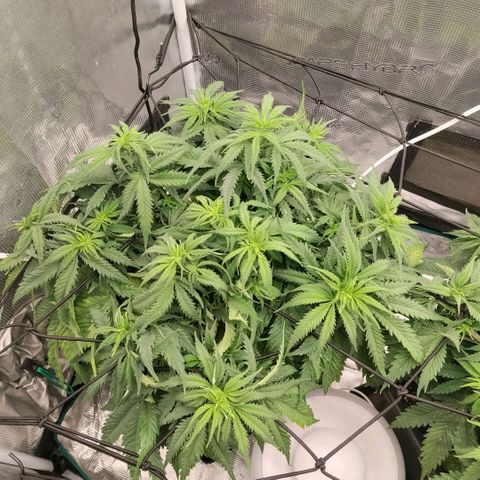 Special Queen 1 growlog timeline photo