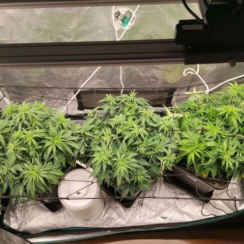 Special Queen 1 growlog timeline photo