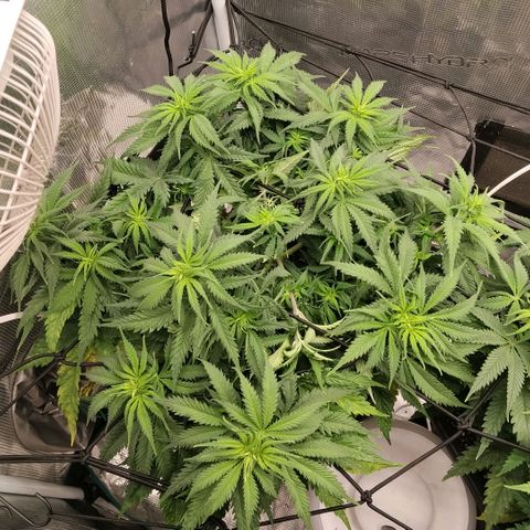 Special Queen 1 growlog timeline photo
