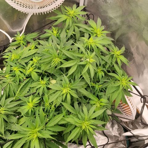 Special Queen 1 growlog timeline photo