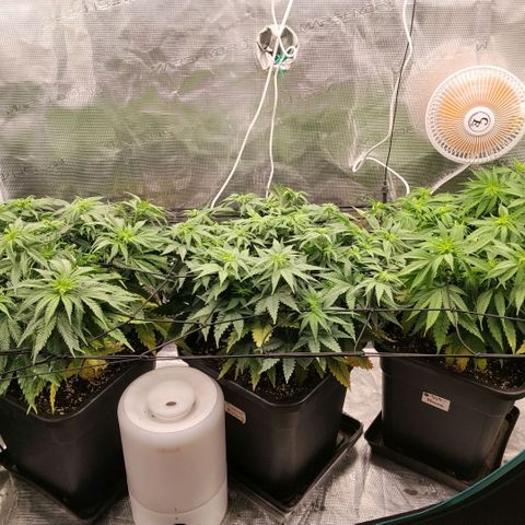 Special Queen 1 growlog timeline photo