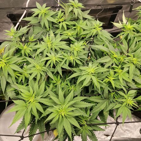 Special Queen 1 growlog timeline photo