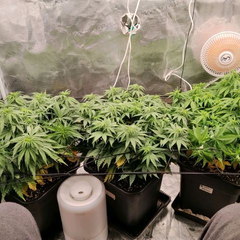 Special Queen 1 growlog timeline photo