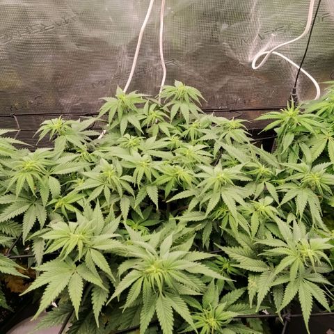 Special Queen 1 growlog timeline photo